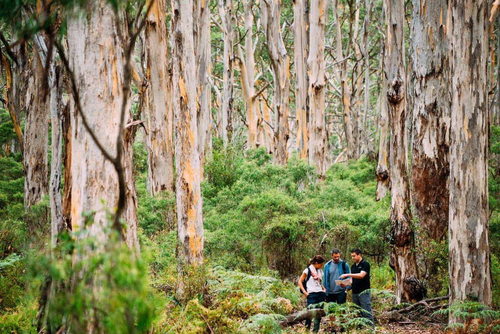 Boranup Forest.